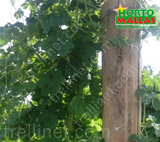Bitter melon production with HORTOMALLAS trellis net