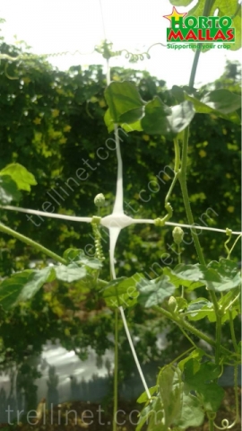 Bitter melón trendils on trellis net