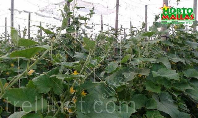 Cucumber production using trellis net tutoring