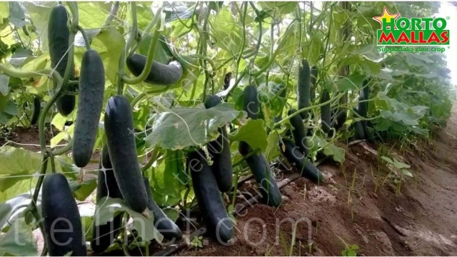 Cucumber production with trellis net