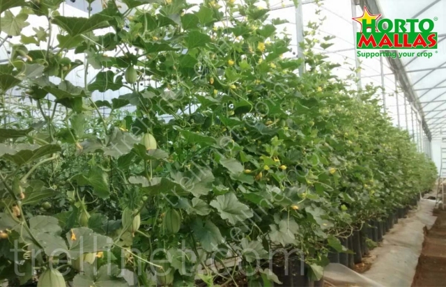 Cucumber production with trellis net support at greenhouse