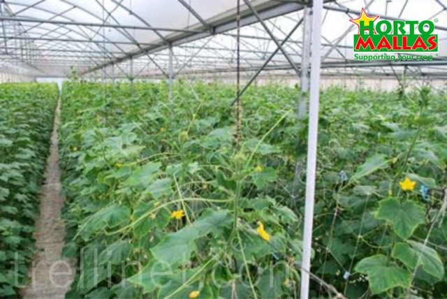 Cucumber production with vertical trellis net support