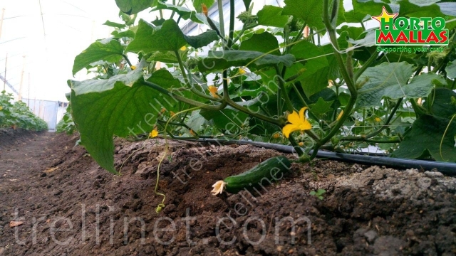 Cucumbers field with trellis net support