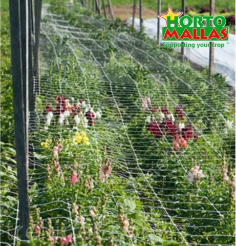 Flower production with horizontal trellis net support
