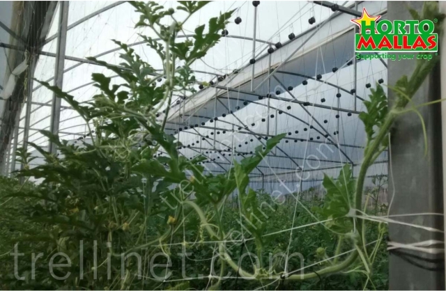 Greenhouse cucumber production with trellis net support
