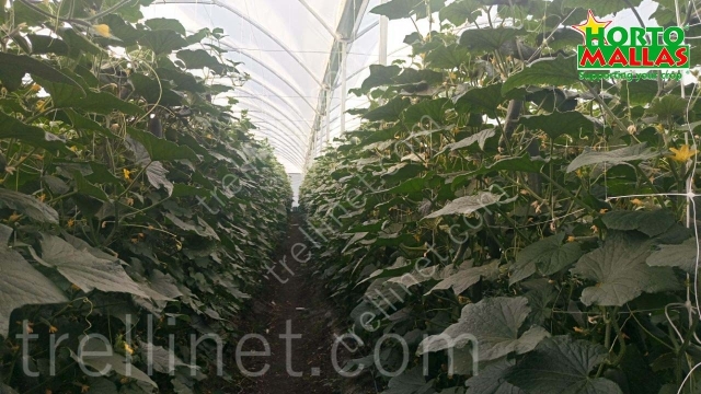 Greenhouse cucumber vertical production with trellis net support