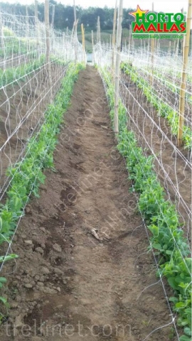 Open field tomatoes production with trellis net net