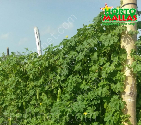 Open field vertical Momordica charantia production