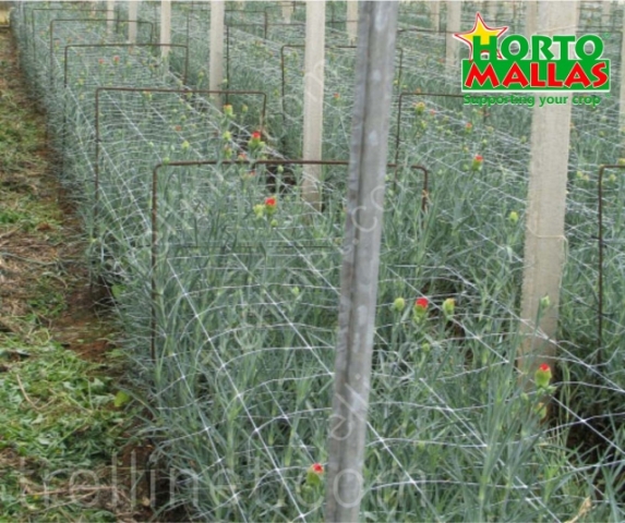 Ornamental fower production with trellis net support
