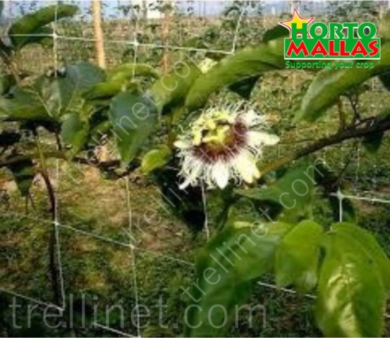 Passion flower production with trellis net training