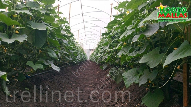 Trellis net for cucumber vertical production