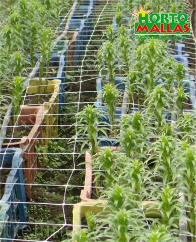 Trellis net for flowers on pot