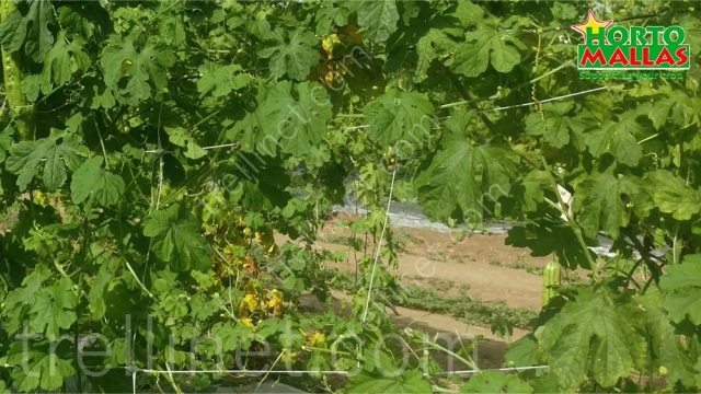 Trellis net on bitter melon vertical production