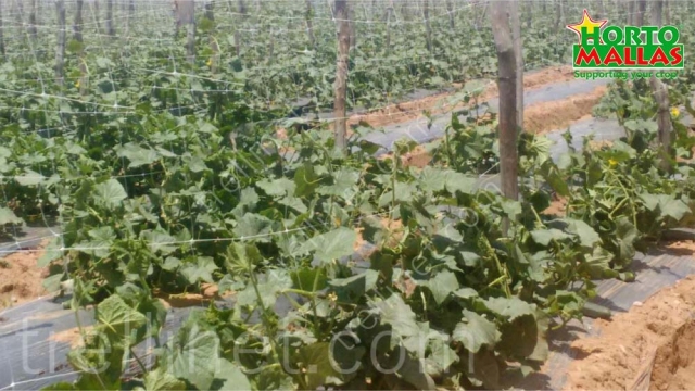 Trellis net on cucumber production
