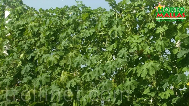 Trellis net on cucumber production supported vertically