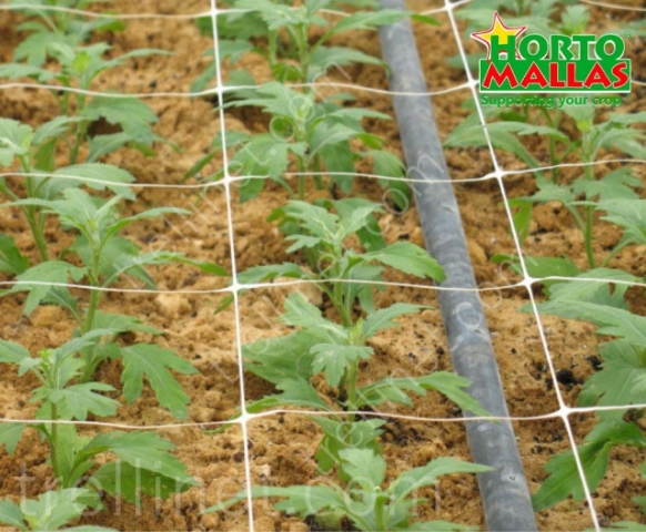 Trellis net on daisises sprouts