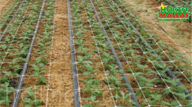 Trellis net on open field sprouts
