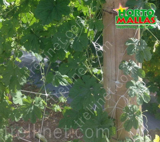 Vegetables plants with trellis net