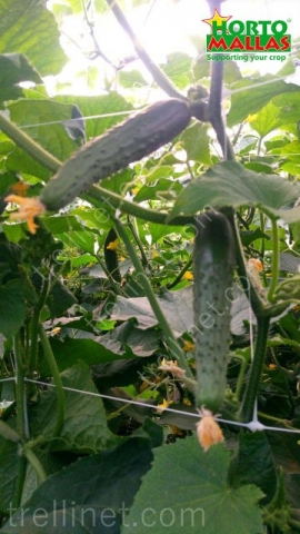Vertical cucumber production with trellis net