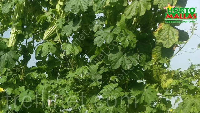 Vertical production of bitter melon